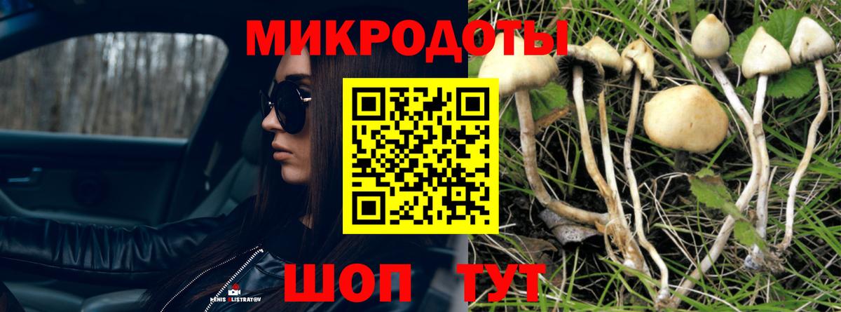 Псилоцибиновые грибы Cubensis Муравленко